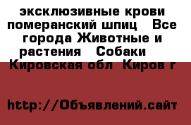 эксклюзивные крови-померанский шпиц - Все города Животные и растения » Собаки   . Кировская обл.,Киров г.